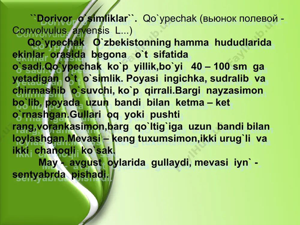 cha bo`lgan yalangliklarda hamda begona o`t sifatida ekinzorlarda o`sadi.o`zbekistonning hamma viloyatlarida o`sadi. zubturum turlari ko`p yillik, kalta va yo`g`on ildizpoyali o`t o`simlik.gul o`qi bitta yoki bir nechta, bo`yi 10-70 sm ga etadi. bargi bandli, keng tuxumsimon, keng elipssimon ( katta zubturum )lentsetsimon,cho`ziq yoki tor lantsetsimon,o`tkir uchli bo`ladi. gullari mayda ko`rimsiz, oddiy boshoqqa to`plangan.mevasi tuzumsimon,ko`p urug`li ko`sakcha. may - sentyabr oylarida gullaydi va mevasi pishadi. zubturum gullaganida barglari yig`iladi va yupqa yoyib, salqin yerda quritiladi.mevasi pishgan vaqtda yig`iladi va yanchib, elab, tozalab, urug`ini ajratib olinadi. zubturum turlari tarkibida aukubin glikozidi,achchiq,shilliq va oshlovchi moddalar,vitamin s va k, karotin,sponinlar,organik kislotalar, faktor – t,oz miqdorda alkaloidlar va boshqa brikmalar bor. abu ali ibn sino zubturum bargi bilan qiyin bitadigan va xavfli yaralarni, shishlarni ( xavfli shishlarni ham), jigar, buyrak, ko`z yallig`lanishi kasalliklarini davolagan hamda qon oqishini to`xtatuvchi dori sifatida ishlatgan.zubturum urug`ini yana jigar, buyrak kasalliklariga davo qilgan. shu maqsadda barg shirasini bemorga klizma qilgan …