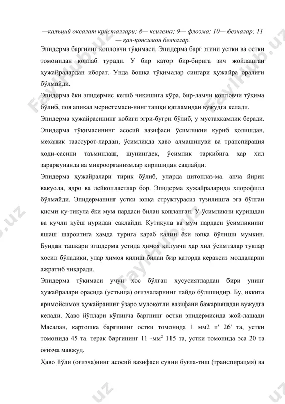 ма ҳужайра-ларидан иборат бўлиб, асосан ассимиляция вазифасини бажаради (2-расм). ҳамма тенг ёнли, пояга нисбатан перпендикуляр жой-лашган типик дорзовентраль барглар морфологик ҳамда физиологик хусусияти билан фарқ қиладиган икки хил мезофилл тўқималаридан ташкил топган. булар устунси-мон ва ғовак тўқималардир. устунсимон паренхима ҳужай- 2-расм. баргининг тузилиши: к — кутикула; в — мум қавати; эв — юқори эпидерма; пт — устунсимон паренхима; хрл — хлоропластлар; кэм — эфир мой томчилари; кес — ғовак тўқима; прп — ўтказувчи най боғламлари; экв — эфир чиқарувчи безчалар; пв — тукча; у — оғизча (устьица). ралари узунчоқ шаклли. баргнинг устки эпидермисига нисбатан перпендикуляр равишда зич жойлашган. барг устки эпидермасининг ҳар бир ҳужайрасига 3 тадан 6 тагача ҳужайра тақалиб туради. устунсимон ҳужайралар хло-ропласт доначаларига жуда ҳам бой бўлиб, кундузи улар ҳужайра деворига яқин тизилиб, ёруғликни сингдиришга мослашади. барг мезофилининг устунсимон паренхимаси асосан фотосинтез жараёнини таъминловчи тўқима ҳисоблана-ди. устунсимон паренхима сернам жойларда ўсувчи ўсим-ликларнинг баргида бир қатор, қуруқликда ўсувчи чўл …