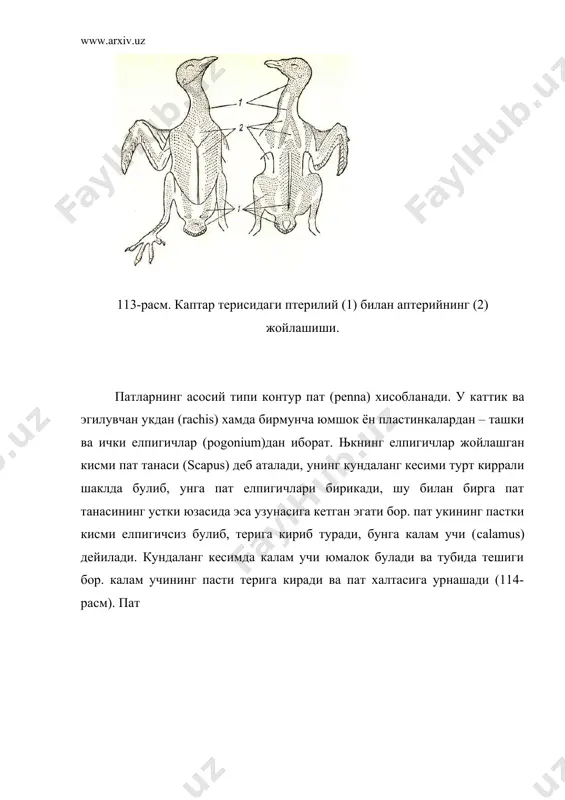 ан патлар канотча деб аталади. кокув патларининг ички елпигичлари ташки елпигичларга нисбатан бирмунча сербар булади. канот ёйилганда ташки елпигич юкори томондан ёнидаги кокув пати ички елпигичининг факат бир чеккасини коплаб туради. патлар шу тарика жойлашганлиги ва хар кайси кокув пати уз уки атрофида бироз айланадиган булганлиги туфайли, канот кутарилганда хаво патларнинг орасидан бемалол утади, канот туширилганда кокув патлари жипслашиб, хавога катта каршилик курсатадиган яхлит юза хосил килади (116-расм). канотни кутариш учун кетадиган вакт уни тушириш учун кетадиган вактга нисбатан оз ва нисбат 2:3 га тенг. учиш вактида рул вазифасини бажарадиган катта дум патлари йуналтирувчи ёки рул патлари деб аталади. контур патларнинг остида парли патлар ва хакикий парлар жойлашади. парли патнинг танаси ингичка булиб, елпигичларида илмокчалар булмайди. шу сабабли туташган эластик пластинка хосил булмайди. пар, уки жуда калта тортилган парли пат хисобланади ва бутун толачалари унинг учидан бир-тутам 116-расм. кокув патларининг холати. канот туширилганда (i) ва кўтарилганда (ii) хаво таъсирининг схемаси …