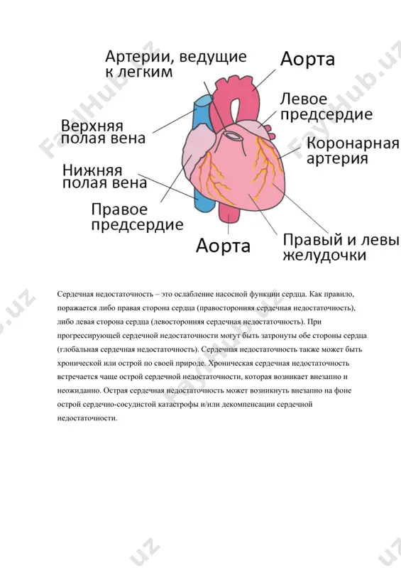 вление от сердечной недостаточности? что такое сердечная недостаточность? со здоровым сердцем богатая кислородом кровь из левого желудочка перекачивается через тело к органам, обеспечивая их кислородом и питательными веществами. после снабжения органов кровь с низким содержанием кислорода возвращается из организма в правую часть сердца, откуда она транспортируется в легкие. в легких кровь обогащается кислородом, так что она снова может перекачиваться по всему телу через левый желудочек. сердечная недостаточность – это ослабление насосной функции сердца. как правило, поражается либо правая сторона сердца (правосторонняя сердечная недостаточность), либо левая сторона сердца (левосторонняя сердечная недостаточность). при прогрессирующей сердечной недостаточности могут быть затронуты обе стороны сердца (глобальная сердечная недостаточность). сердечная недостаточность также может быть хронической или острой по своей природе. хроническая сердечная недостаточность встречается чаще острой сердечной недостаточности, которая возникает внезапно и неожиданно. острая сердечная недостаточность может возникнуть внезапно на фоне острой сердечно-сосудистой катастрофы и/или декомпенсации сердечной недостаточности. что вызывает сердечную недостаточность? сердечная недостаточность вызвана болезнями, …