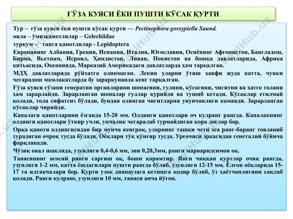 логларининг маълумотига кўра, дала шароитида ғўза куяси қуртларини бор йўғи 0,75% и қишлайди, қолган 99% и чигит сақланадиган омборларда, пахта тозалаш заводларида, ёғ заводлари омборларида, пахта толаси қолдиқларида қишлайди. қуртлар ҳаёти давомида 3 марта пўст ташлайди ва 4 ёшни ўтайди. ноқулай шароитда ғўза куяси қуртлари узоқ муддатли диапаузага кетиб ўз ҳаётчанлигини сақлаб қолади. имагоси ҳарорат 20 0с бўлганда пайдо бўлади. капалаклар 14-20 кун яшайди. уруғланган капалаклар шонага, кўсакларга 110 тадан қилиб, 500 тагача тухум қўяди. тухумдан чиққан қуртчалар кемириб зарарлаши натижасида уруғ, мева ва бошқа органларни йўқ қилади, толани зарарлаб ҳосилга катта зарар етказади. озиқланган қуртлар даладаги кўсаклар ичида, омборларда, зарарланган уруғликда ғумбакка айланади. ғумбакдан янги имаго чиқиши учун қуртлар думалоқ йўл очиб қўяди. мисрда ғўза куяси бир йилда 5-6 та, хитойда 4-5 та авлод беради. ғўза куяси фаол учиши орқали, уруғлик ва ғўза кўсаклари орқали тарқалади. бундан ташқари бу зараркунанда зарарланган тола ҳамда уруғлик орқали тарқалади. осиё ғўза тунлами …