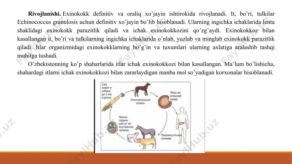 exinokokkoz (echinococcosis) - Page 5