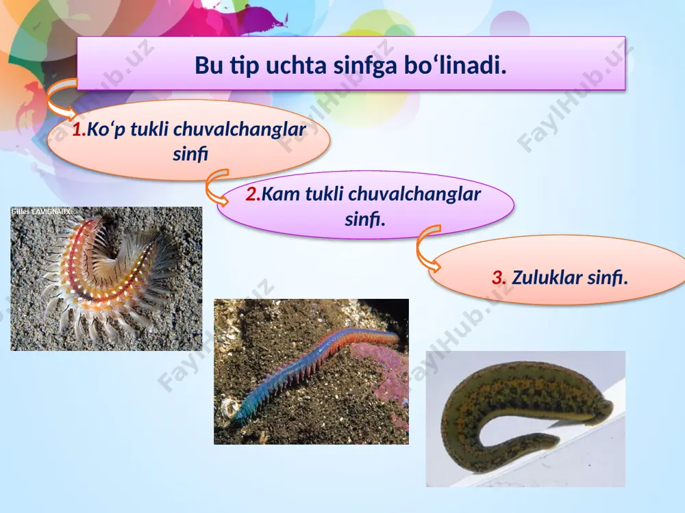 ikkilamchi tana bo’shliqli yoki halqali chuvalchanglar tipi – annelida - Page 4