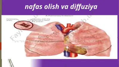nafas olish va diffuziya — PPTX