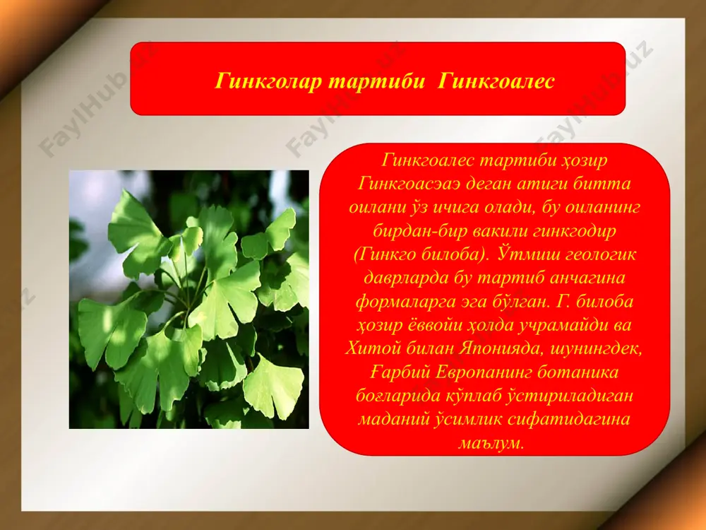 қуббасимонлар аждоди cониферопҳйта - Page 5