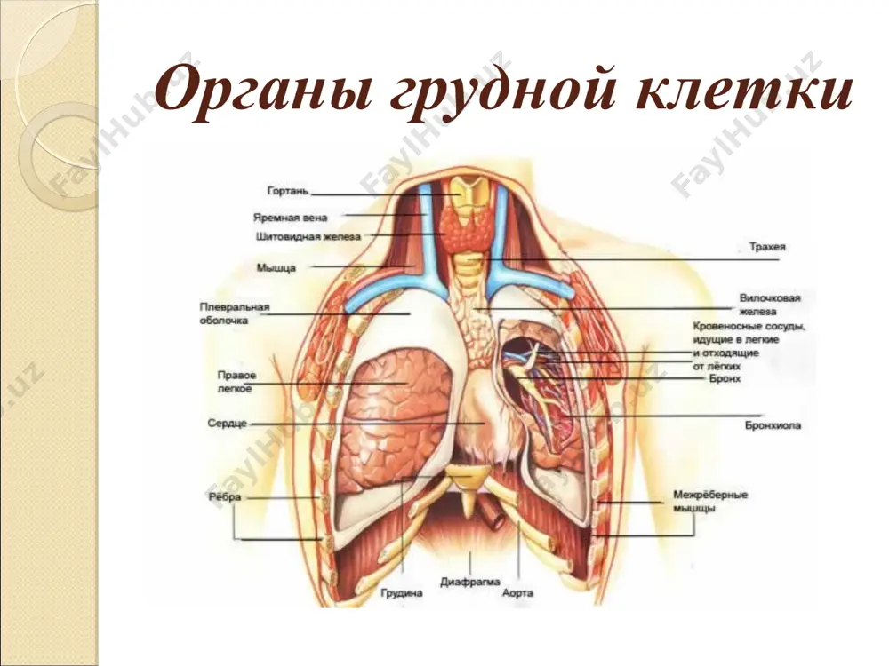 одимую тактику лечения. рассмотрим их подробнее. ушиб легких ушиб легких легкое – это один из самых важных органов в организме, без которого человек не сможет жить даже несколько минут. именно легкие снабжают весь организм кислородом, доставляя его в кровь. любые повреждения легкого могут стать причиной серьезной травмы, вплоть до летального исхода. к частым травмам данного органа относится ушиб и сквозное ранение (чаще всего при переломе ребер). ушиб легкого более часто преследует нас в обычные дни. чтобы получить такого рода травму достаточно лишь неудачно упасть на область грудной клетки (ушиб грудной клетки) или на спину (ушиб спины). очень часто это происходит при авариях дтп, когда водитель бьется об руль передом. также допускается падение на грудь тяжелого предмета, или сдавление грудной клетки. поскольку это ушиб, подразумевается лишь повреждение мягких тканей без их перфорации (прорыва). ушиб легких ушиб лёгких — наиболее распространённое повреждение, сопровождающее обширные травмы грудной клетки в 30–75% случаев . причины. …