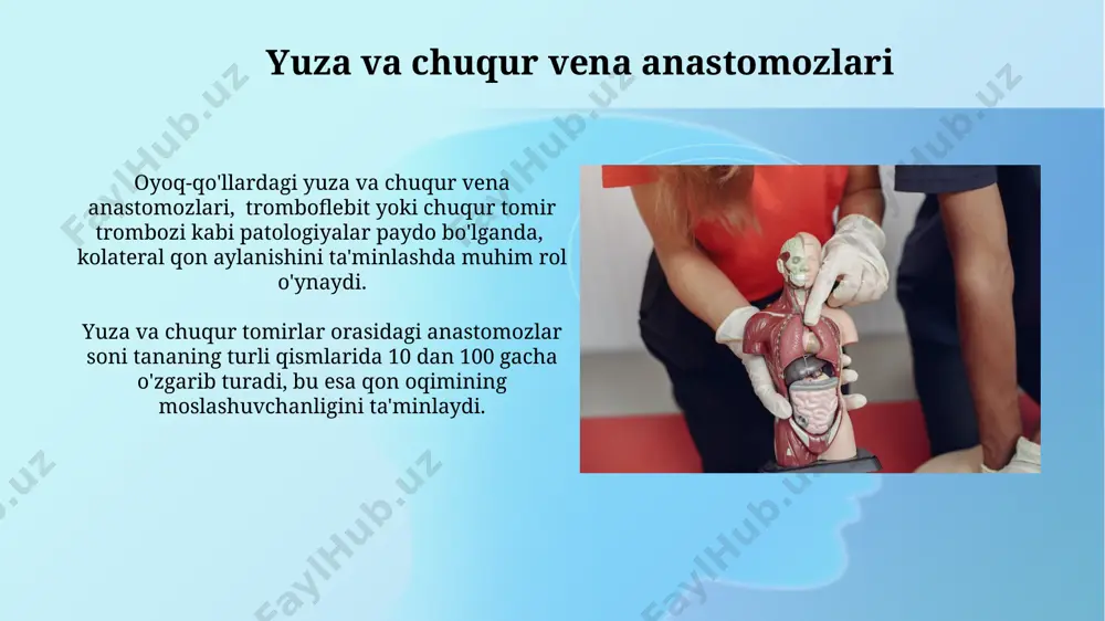 vena tizmidagi asosiy anastomozlar - Page 4