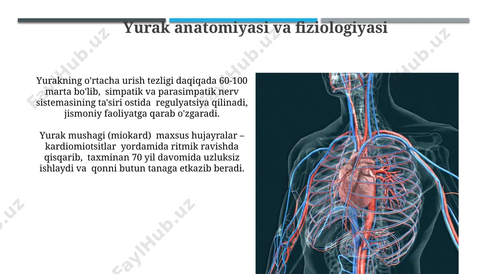 yurak qon tomir tizmi - Page 3