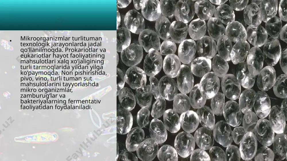 onalari paydo bo‘ldi. mikroorganizmlar metallurgiya sohasida ham «faoliyat» ko‘rsatadi. rudalardan metallarni ajratib olishda qo‘llaniladigan odatdagi texnologiyalar tarkibi jihatdan murakkab bo‘lgan yoki siyqa rudalardan keng foydalanishga imkon bermaydi; ularni qayta ishlash natijasida juda ko‘p chiqindilar hosil bo‘ladi, atmosferaga zaharli gazlar ajralib chiqadi. metallar biotexnologiyasi bakte riya larning minerallarni oksidlash va metallarni eruvchan birikmalarga aylantirish xususiyatiga asoslangan. olimlar bakteriya hujayrasiga ma’lum genlarni, shu jumladan odam genini ham kiritish usullarini ishlab chiqdilar. bu usullar gen muhandisligi deb ataladi. bakteriya hujayrasi o‘ziga yot (begona) bo‘lgan gen asosida ko‘p miqdorda oqsillarni sintez qiladi. hozirgi kunda shu yo‘l bilan viruslar ko‘payishini to‘xtatuvchi interferon oqsilini, qonda glukozaning miqdorini nazorat qiluvchi insulin oqsilini olishmoqda. mamlakatimizda mikrobiologiyani rivojlanishi uchun qulay sharoit mavjudligi tufayli bir qator sanoat tarmoqlarini: oziq­ovqat, konserva, sut mahsulotlarini qayta ishlash, antibiotik va vitaminlar ishlab chiqarish sanoatlari yanada rivoj topmoqda. olimlarimiz a.m. muzaffarov, m.i.mavloniy, s. asqarova, a. xolmurodov va boshqalar mikrobiologiya fanining rivojla nishiga katta hissa qo‘shdilar. …