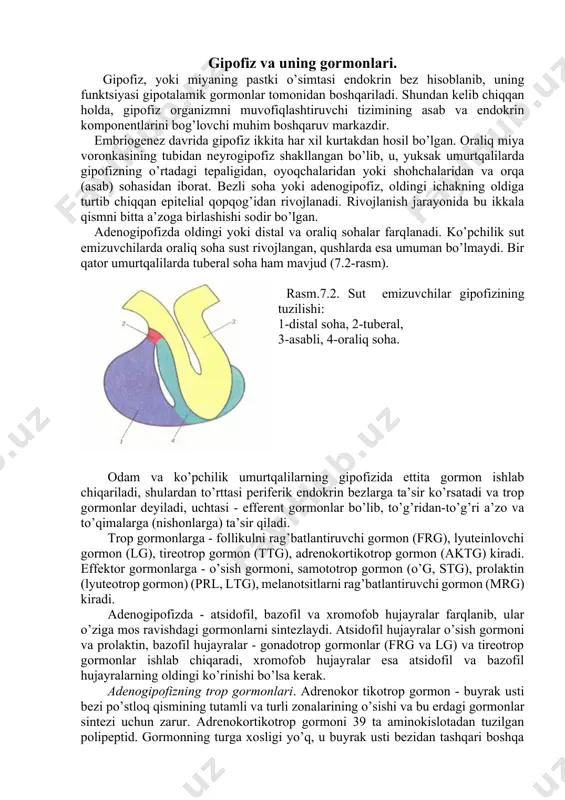 ktin, bazofil hujayralar - gonadotrop gormonlar (frg va lg) va tireotrop gormonlar ishlab chiqaradi, xromofob hujayralar esa atsidofil va bazofil hujayralarning oldingi ko’rinishi bo’lsa kerak. adenogipofizning trop gormonlari. adrenokor tikotrop gormon - buyrak usti bezi po’stloq qismining tutamli va turli zonalarining o’sishi va bu erdagi gormonlar sintezi uchun zarur. adrenokortikotrop gormoni 39 ta aminokislotadan tuzilgan polipeptid. gormonning turga xosligi yo’q, u buyrak usti bezidan tashqari boshqa a’zolarga ham sezilarli ta’sir ko’rsatadi. bu gormonning miqdori qonda oshsa, terining pigmentlanishi kuchayadi, yog’ning yog’ zaxiralaridan qonga o’tishi tezlashadi, jigarda kortizolning parchalanishiga ta’sir qiladi. adenogipofizning gormonlari to’g’risidagi ma’lumotlar 7. 1-jadvalda keltirilgan. tireotrop gormonlar (tireotropin ttg) glikoprotein hisoblanib, alfa va betta subo’lchamlardan tuzilgan. betta subo’lcham o’ziga xos biologik faolligini belgilaydi, alfa subo’lcham ttg va gonadotroplarga (frg va lg) to’g’ri keladi. tireotropin qalqonsimon bezning o’sishi va rivojlanishini stimullaydi, tiroksin (t4) va triyodtironin (t3) kabi qalqonsimon bezning gormonlarini ishlab chiqarish va ajratilishini boshqaradi. gonadotrop gormonlar - ayollar …