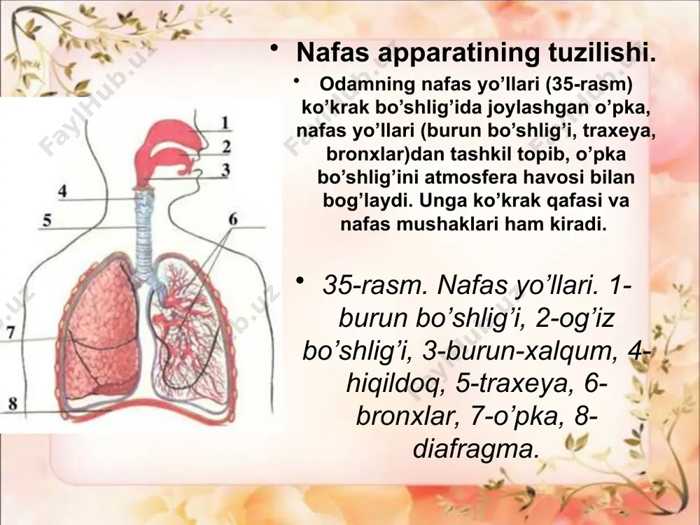 nafas olish fiziologiyasi - Page 5