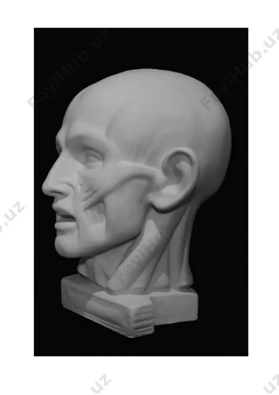 anatomik bosh qalamtasvirini ishlash (ekorshe gudon modeli) - Page 3
