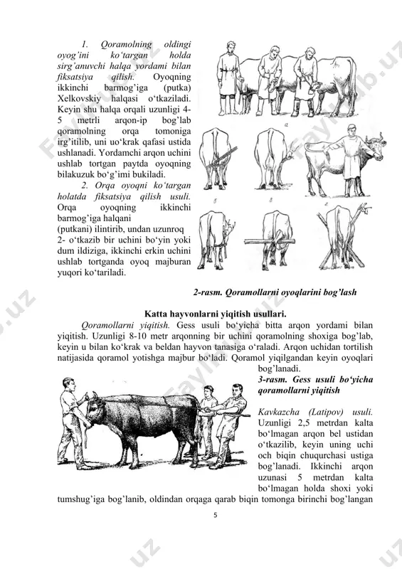aylantirib temir halqadan o‘tkaziladi, keyin yelkasidan yiqiladigan tomonga tashlanadi. yiqitadigan odam arqonni bir qo‘li bilan ushlab, biroz yuqori ko‘targan holda orqaga qarab tortadi va shu paytda ikkinchi qo‘l bilan ot jilovini tortib uning boshini teskari tomonga qaytarishga harakat qilishi kerak. shundan keyin ot o‘zining muvozanatini yo‘qotib sekinlik bilan yerga yiqiladi. ot yiqilgandan so‘ng boshini mahkam fiksatsiya qilib, so‘ngra oyoqlarini bir-biriga tutashtirib bog’lash kerak. katta cho‘chqalarni bog’lash va yiqitish. katta erkak cho‘chqalarni tik turgan holatda fiksatsiya qilish uchun tor stanokda yoki moslashtirilgan temir qafasida bajariladi. yirik hayvonlarni yotgan joyidan ko‘tarish usuli. ot va buqalarning uzoq muddatga yotib qolishining oldini olish maqsadida ularni ko‘tarish zarur. bu ishni bajarish uchun hayvon tanasiga qalin arqon yoki tasma aylantirib, yelka bo‘g’imi va qo‘ltiq ostidan o‘tkazilib mahkam bog’lanadi. so‘ngra 6-7 ta baquvvat yordamchilar arqonning ikki tomonidan ushlab birgalikda birdaniga hayvonni yerdan ko‘tarib olishlari kerak. kichik mollarni bog’lash usullari. qo‘y, echki va cho‘chqa bolasini fiksatsiya qilish. qo‘yning …