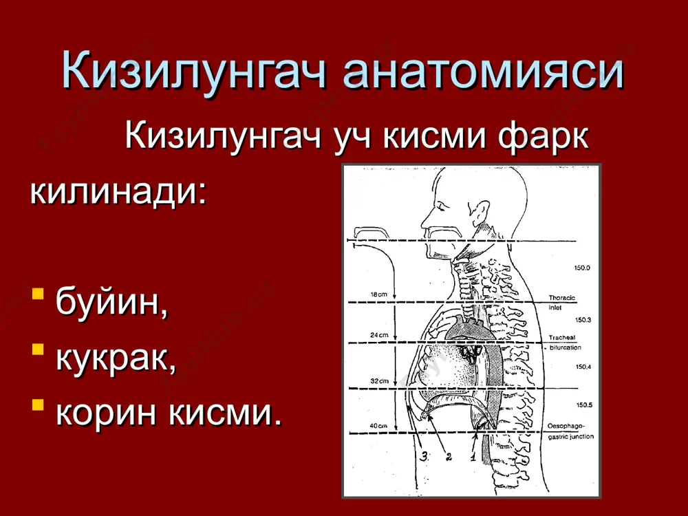 5 дан то 7 янги холатгача ташкил килади. шри – ланкада кизилунгач саратони меъда – ичак трактининг энг куп таркалган саратони булиб хисобланади, шу вактда эса шимолий америкада кундаланг чамбар ичак саратони энг куп таркалган саратон касаллиги булиб хисобланади. осиёда (эрон, афгонистон, монголия ва хитой шимолий - гарбида) кизилунгач саратонининг энг жуда куп касалланиш курсаткичи аникланади. * * * олиб келувчи факторлар жуда кайнок овкат ва ичимликлар истеъмол килиш, канцероген моддалар билан систематик контакт, сурункали ионлантирувчи нур таъсири, кизилунгач шиллик кавати куп вакт давомида сурунка механик, химик, термик таъсирланиши, рефлюкс – эзофагит, чекиш (айникса нос), спиртли ичимликларни суистеъмол килиш, сувнинг ута минераллашганлиги, газланган ичимликларни куп истеъмол килиш. * саратон олди касалликлари сурункали эзофагит лейкоплакия кизилунгач пептик яралари эпителиал хавфсиз усмалардан кейин кизилунгач полиплари кизилунгач папилломалари кизилунгач чандикли стриктуралари кизилунгач баррет касаллиги * тnm системаси буйича кузилунгач саратони таснифи т — бирламчи усма. то — бирламчи усма белгилари йук. t1 -усма …