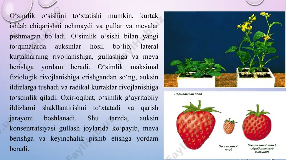 hbu fitogormon vegetativ kurtaklarning tinchlanishiga yordam berishini aniqladi. image4.jpg image3.png image5.wmf image6.wmf image7.png image8.png image9.wmf image10.wmf image11.wmf image12.png image13.wmf image14.wmf plantula-830x623.jpg.webp plantula-830x623.jpg.webp image15.jpg image16.jpg image17.jpg image18.jpg image19.jpg image20.jpg image21.jpg image22.jpg image23.jpg image24.jpg image25.jpg image1.png