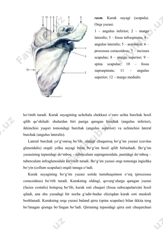 tuberculum majus. intertubercularis) bo‘lib, undan yelkaning ikki boshli muskuli uzun boshining payi o‘tadi. do‘mboqcha va qirralarga muskullar kelib yopishadi. yelka suyagining do‘mboqchalardan pastki qismi xipcharoq bo‘lib, xirurgik bo‘yin (collum chirurgicum – yelka suyagi ko‘proq ana shu joyidan sinadi) deb ataladi va suyak tanasi (diafiz)ni epifizga qo‘shib turadi. yelka suyagi tanasining yuqori qismi silindr shaklida, pastki qismi uch chekkali bo‘ladi. chekkalarorasida orqa yuza, oldingi lateral yuzalar – facies posterior, facies anterior, lateralis, oldingi medial yuza – facies anterior medialis va suyakning oldingi lateral yuzasida deltasimon g‘adir-budur (tuberositas deltoidea) joylashgan. g‘adir-budurning pastidan bilak nervi uchun spiralsimon egat (sulcus nervi radialis) boshlanib, suyak orqa yuzasini aylanib pastga tushadi-da, lateral qirrada tugaydi. yelka suyagining pastki kengaygan uchi ikki tomonida g‘adir-budur tepachalar hosil qilib tugaydi: medial tepacha (epicondylus medialis) va lateral tepacha (epicondylus lateralis). tepachalar yuqoriga medial va lateral qirralar bo‘lib davom etadi. medialtepacha ko‘proq o‘sgan bo‘lib, orqa yuzasida tirsak nervi joylashadigan egatcha (sulcus nervi …