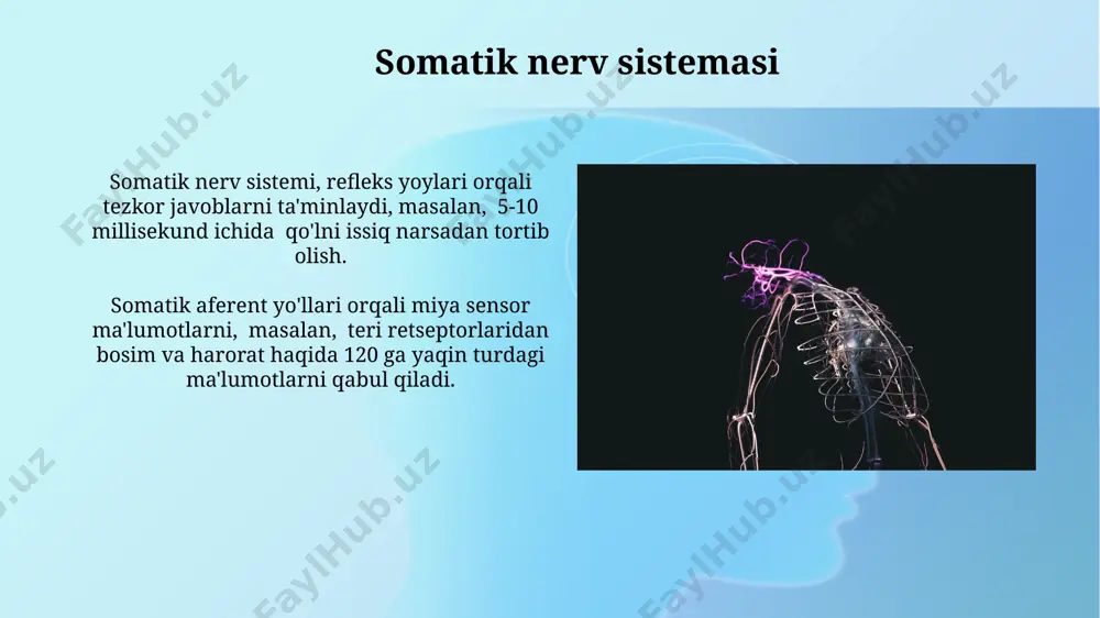 nerv tizimining turlari - Page 4