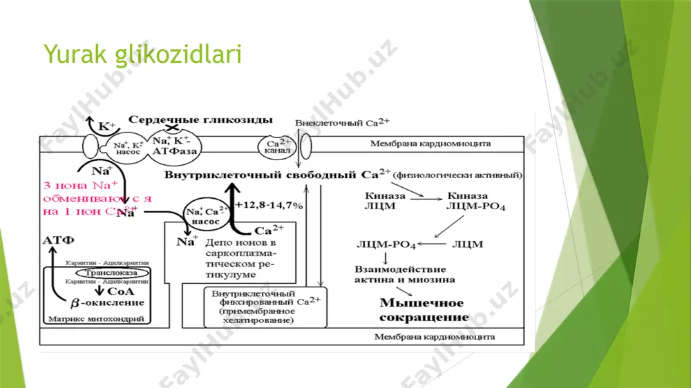 kardiotonik vositalar - Page 4