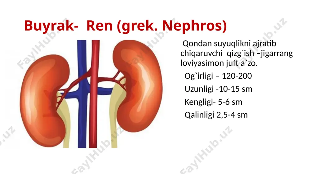 siydikayirishsistemasi - Page 3