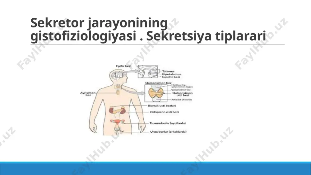 sekretsiya bezlari odam tanasining turli qismlarida joy¬lashgan bo'lib, ularda ishlab ehiqariladigan suyuqlik gormon deb ataladi. bezlarda ishlab ehiqariladigan gormon bevosita bezning to'qimasidan o'tayotgan qon va limfaga quyiladi. lehki sekretsiya bezlarida ishlab ehiqariladigan gormonlar ni¬hoyatda oz miqdorda, ya'ni grammning milliard qismiga teng. ammo shunga qaramay, ular odam organizmidagi bareha moddalar almashinuvi jarayonlarida, to'qima va organlar funk¬sivasininl! boshaarilishida. bolalar hamda o'smirlar organizmining o'sishi va rivojlanishida, ular balog'atga yetishida, odam nasi qol¬dirishida muhim ahamiyatga ega. ichki sekretsiya bezlarining hammasi birga qo'shilgan holda organizmning endokrin sistemasini tashkil etadi. bu bezlar odam tanasining turli qismlarida joylashgan bo'lsa ham, ularning funksiyasi bir-biriga chambarchas bog'liq. shuning uchun odam organizmining endokrin sistemasini orke¬strga o'xshatish mumkin, ya'ni har qaysi bezning ish faoliyati boshqa bezlarning funksiyasi bilan chambarchas bog'liqdir. bu bog'liqlikni gipofiz bezi boshqaradi, ya'ni uni «orkestr»ning dirijyoriga o'xshatish mumkin. gipofiz va epifiz bezlari gipofiz bezi. bu no'xatsimon, massasi 0,5-0,6 g ga teng bo'lib, bosh miyaning ostki sohasida, kalla suyagining …