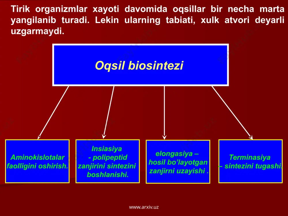 g aminokislotasini biriktirish mumkin va boshqacha qilib aytganda 20 xil aminokislota uchun hujayralardan 20 tadan kam bo’lmagan trnk molekulasi mavjuddir. undan ham ko’p, chunki ayrimlari 2-3 trnk yordamida tashiladi. oqsillar ribasomada sintezlanadi. ular bilan keyinrok tanishamiz. ribosoma 2 ta subbirlikdan iborat. kichigida irnk joylashgan. uning tarkibi asosan rnk dan iborat. www.arxiv.uz yirik subbirlikda ribosoma granulyar donador sitoplazmatik turga yopishgan xolda uchraydi va u ham 2 q`ismidan iborat. ularning birida irnk ning kodi tripilyar xolida karama – karshi tomondagi trnk malum molekulasiga tugri kelishi kerak. biror oqsil xususiyati tugrisidagi axborot tugashi bilan ya’ni oqsil molekulasi shakllanib tayor bo’lgach, irnk da ma’nosiz o’zgarish bo’lishi yoki trnk molekulasiga tugri kelmaydigan azot asosi birlashishi mumkin. peptid zanjiri yirik subbirlikdan chiqadi va yoriladi, buning natijasida yangi oqsil molekulasi sintezlanadi, bu prosess irnk molekulasi shu polisomadagi bir qancha ribosomalardan utadi va uning natijasida uningxar birida sintezlanish prosessi boradi. polisomadagi ribosomalar miqdoriga ko’ra shuncha miqdor oqsil molekulasi …