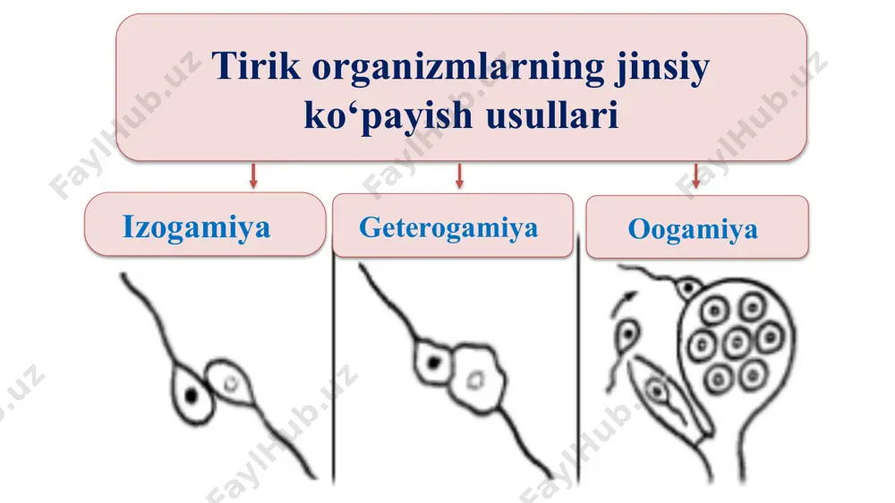 qa bir guruhi faol yirtqich hayot kechira boshlagan. shu tariqa hozirgi akulalarga o‘xshash tog‘ayli baliqlar paydo bo‘lgan. faol hayot kechirish tog‘aydan iborat umurtqa pog‘onasining suyak bilan almashinishi natijasida suyakli baliqlar kelib chiqqan. http://sammoi.uz https:/t.me/sammohm umurtqali hayvonlarning suv muhitidan quruqlikda yashashga moslashgan dastlabki vakillari qadimgi suvda hamda quruqlikda yashovchilar - stegosefallar hisoblanadi. ular 1-dan havodagi kislorod bilan nafas olgan; 2-dan qattiq substratda harakatlana olgan. http://sammoi.uz https:/t.me/sammohm evolutsiya jarayonida dastlabki suvda hamda quruqlikda yashovchilar gavda tuzilishi va organlar sistemasida sodir bo‘lgan muayyan irsiy o‘zgaruvchanlik asosida vujudga kelgan belgilar ularning o‘zgargan muhit sharoitiga moslanishiga imkon bergan. http://sammoi.uz https:/t.me/sammohm quruq va issiq iqlimli mezozoy erasida sudralib yuruvchilar rivojlangan, ularning xilma-xil vakillari vujudga kelgan va keng tarqalgan. iqlimning sovub ketishi natijasida gigant sudralib yuruvchilar yashash uchun kurash va tabiiy tanlanishda qirilib ketgan. http://sammoi.uz https:/t.me/sammohm qushlarning asosiy harakati - uchish bilan bog‘liq holda muayyan evolutsion o‘zgarishlar vujudga kelgan. qushlarning gavdasi suyri shaklda, oldingi oyoqlari uchish organi …