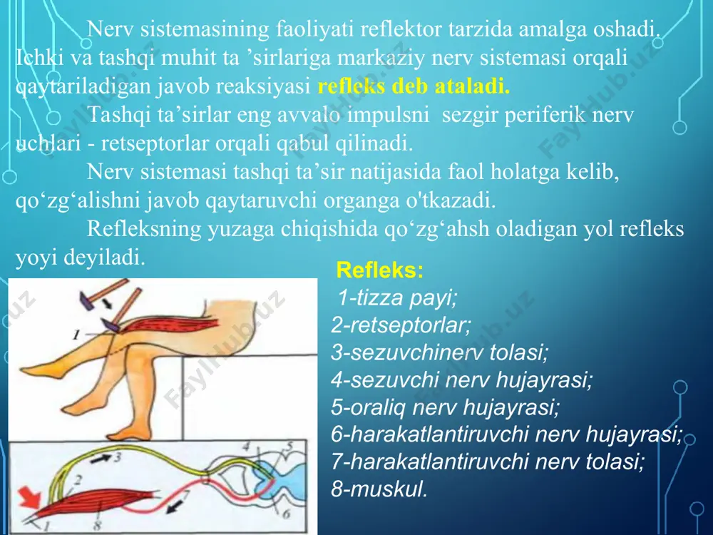 refleks - nerv faoliyatining asosiy shakli - Page 4