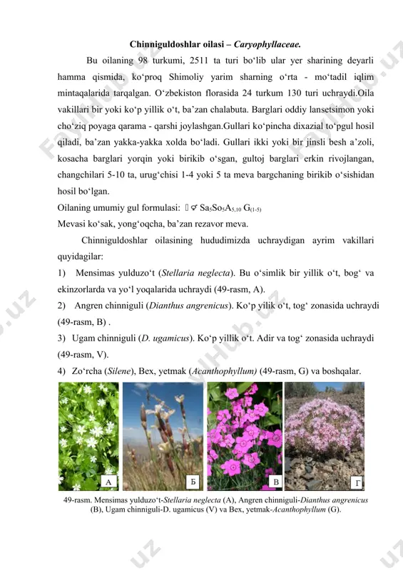 . bu o‘simlik bir yillik o‘t, bog‘ va ekinzorlarda va yo‘l yoqalarida uchraydi (49-rasm, a). 2) angren chinniguli (dianthus angrenicus). ko‘p yilik o‘t, tog‘ zonasida uchraydi (49-rasm, b) . 3) ugam chinniguli (d. ugamicus). ko‘p yillik o‘t. adir va tog‘ zonasida uchraydi (49-rasm, v). 4) zo‘rcha (silene), bex, yetmak (acanthophyllum) (49-rasm, g) va boshqalar. 49-rasm. mensimas yulduzo‘t-stellaria neglecta (a), angren chinniguli-dianthus angrenicus (b), ugam chinniguli-d. ugamicus (v) va bex, yetmak-acanthophyllum (g). 5) ekiladigan turlaridan: xitoy chinniguli - d. chinensis (50-rasm, a), turkiya chinniguli - d. barbatus (50-rasm, b), gollandiya chinniguli - d.caryophyllus (50-rasm, v) . ahamiyati: oilaga mansub o‘simliklarning ko‘pchiligi manzarali o‘simliklar, shuningdek bu o‘simliklar ildizi tarkibida saponin – ko‘pik hosil qiluvchi moddalar saqlanadi. shuning uchun ham ular oziq – ovqat sanoatida (nisholda) va texnikada ishlatiladi. chinniguldoshlar oilasiga mansub 10 ta tur o‘zbekiston qizil kitobiga kiritilgan. в б а 49-rasm. xitoy chinniguli-d. chinensis (a), turkiya chinniguli-d. barbatus (b), gollandiya chinniguli-d. …