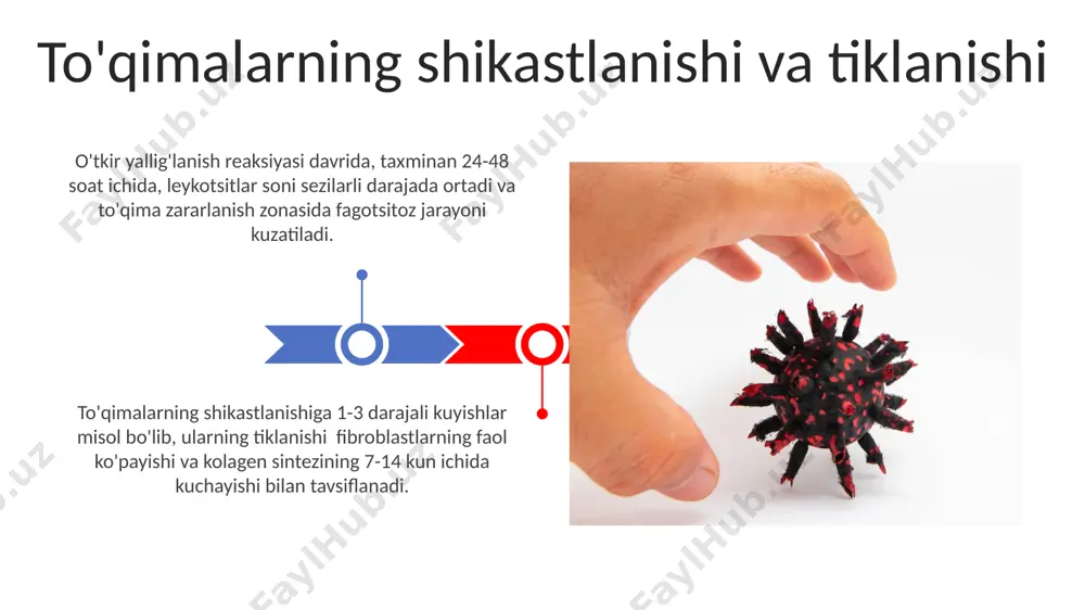 kasalliklarning morfologik o'zgarishlari autoimmun tireoiditda, masalan, limfotsitlarning infiltratsiyasi va follikullar sonining 20-50% gacha kamayishi kuzatiladi, bu bez hajmining o'zgarishiga va gormon ishlab chiqarishning buzilishiga olib keladi. avtoimmun kasalliklarda yallig'lanishning 3 ta asosiy morfologik turi uchraydi: seroz, fibrinöz va granulomatoz, ularning har biri turli hujayralar (limfotsitlar, makrofaglar, plazmotsitlar) va to'qima shikastlanishi darajasi bilan farqlanadi. immunitet tanqisligi kasalliklarining morfologiyasi oiv infektsiyasi bilan kasallangan bemorlarda, cd4+ t-yordamchi limfotsitlar sonining sezilarli darajada kamayishi (200/mkl dan past) kuzatiladi, bu esa opportunistik infektsiyalar va malign neoplazmalar rivojlanishiga olib keladi. autoimmun kasalliklarda, masalan, sistemali qizil yugurukda, limfoid follikullar hiperplaziyasi, inflamatuar infiltratlar (10-20 ta hujayra qatlami) va fibroz bilan birga bo'ladi. fagotsitlarning morfologiyasi va funktsiyasi granulotsitlarning, jumladan eozinofillar va bazofillarning, sitoplazmasida o'ziga xos granullar mavjud bo'lib, ular turli yallig'lanish jarayonlarida va parazitlarga qarshi himoyada ishtirok etadi. fagotsitlar, masalan, neytrofillar, o'rtacha 12-15 mkm diametrga ega bo'lib, ko'p sonli lizosomalar va fagosomoalarni o'z ichiga oladi, bu ularning fagotsitoz funksiyasini ta'minlaydi. …