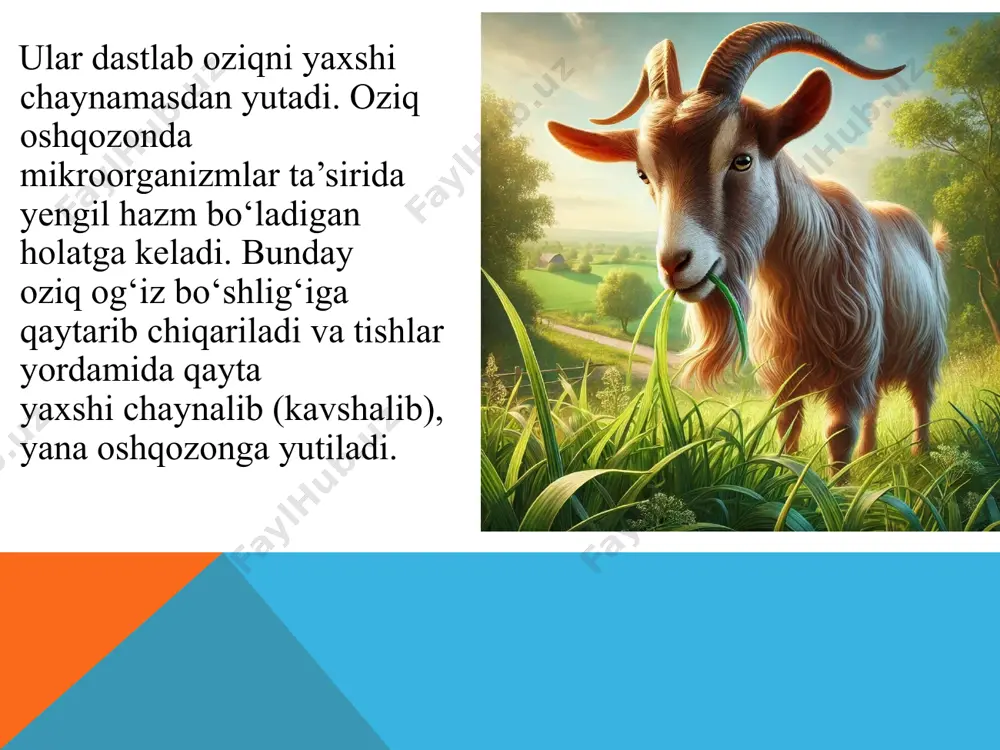 tuyoqli sutemizuvchilar - Page 5