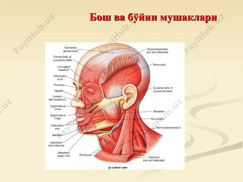 cleidomastoideus остига бориб, оралиқ пайга ўтади ва у орқали юқори қоринчага ўтади. мускулнинг юқори қоринчаси тил ости суяги танасига ёпишади. вазифаси: мускул бўйин фасциялари остида ётгани учун, ўзининг қисқаришида фасцияларни тортади ва бунинг натижасида фасция остидаги вена қон томирлари кенгаяди. бундан ташқари мускул тил ости суягини пастга тортади. мышцы шеи бўйиннинг чуқур мускуллари. бўйиннинг қовурғалараро ёпишувчи чуқур ён гуруҳ мускуллари m.scalenus anterior, олдинги нарвонсимон мускул iii-vi бўйин умуртқалари кўндаланг ўсимталарининг олдинги дўмбоқларидан бошланади ва i қовурғанинг tuberculum m.scaleni anterioris га ёпишади. m.scalenus medius ўрта нарвонсимон мускул, барча бўйин умуртқалари кўндаланг ўсимталарининг олдинги дўмбоқларидан бошланади ва i қовурғанинг sulcus a. subclaviae эгатининг орқа четига ёпишади. m.scalenus posterior, орқа нарвонсимон мускул, пастки учта бўйин умуртқалари кўндаланг ўсимталари орқа дўмбоқларидан бошланиб, ii қовурғанинг ташқи юзасига ёпишади. вазифалари: нарвонсимон мускуллар қисқарганда қовурғаларни кўтаради. (нафас олишда). ҳаракатсиз қовурғаларда бўйинни олдинга букади (икки томонлама қисқарганда). бир томонламада эса ўз томонига букади. бўйиннинг чуқур умуртқа олди мускуллари. …