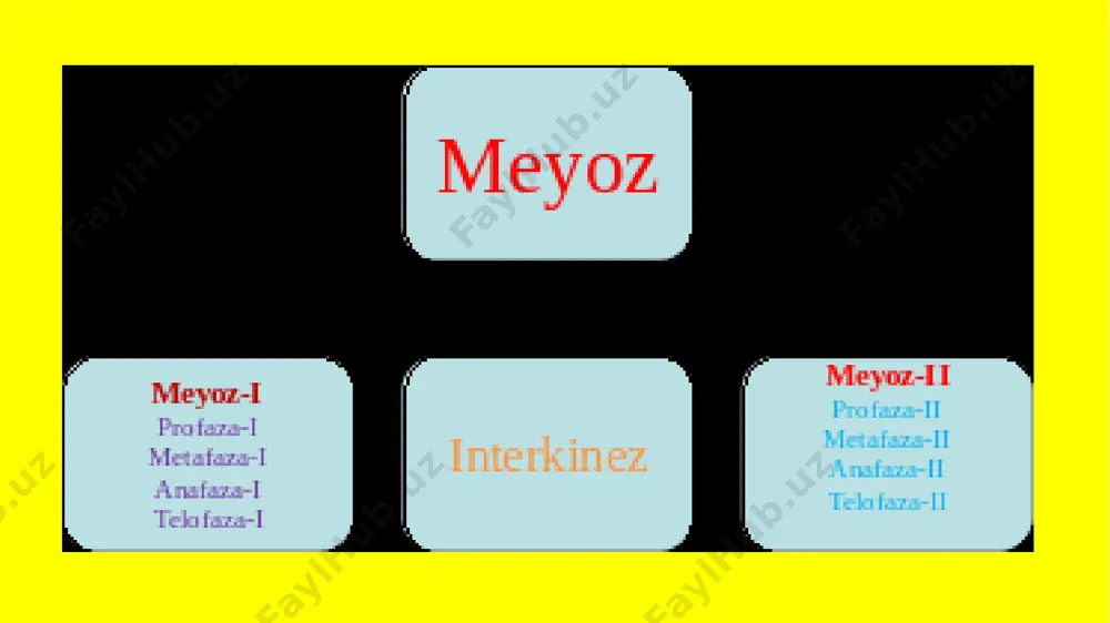 meyozning biologik ahamiyati - Page 2