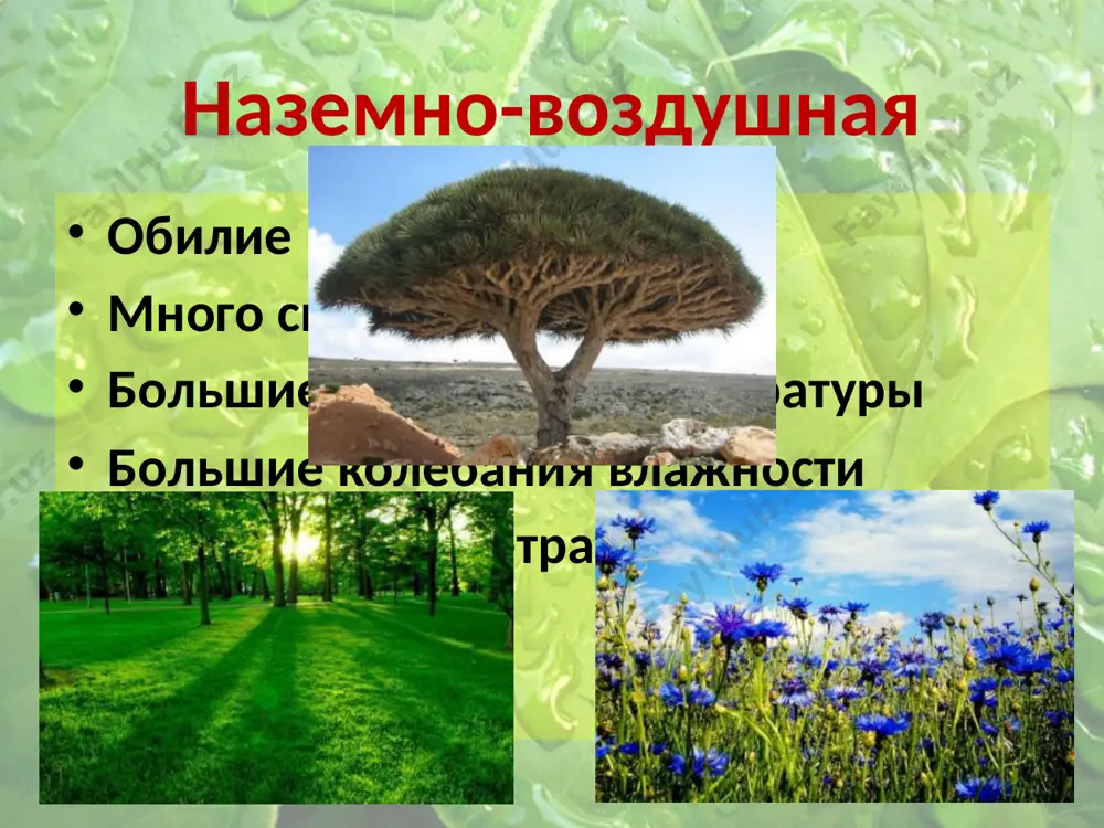 четыре среды жизни на земле - Page 5
