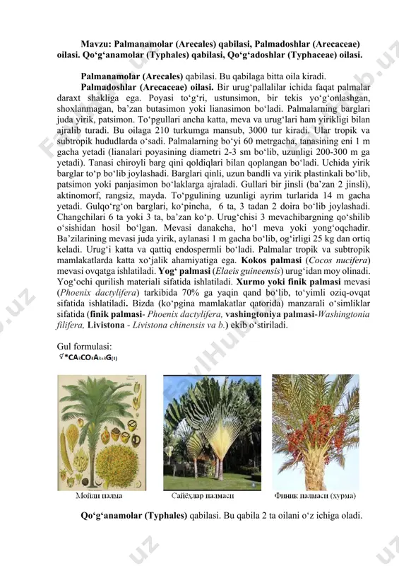 ng. turlar o‘rganilgach kenja oila vakillari taqqoslaniladi va o‘ziga xos belgilari ko‘rsatiladi. so‘ngra bug‘doydoshlar tipik vakili bilan xiloldoshlar oilasi vakillari taqqoslanib, oilaning asosiy sistematik belgilari ta’riflaniladi. mustahkamlash uchun savollar: 1. bug‘doydoshlar oilasi o‘ziga xos qanday sistematik belgilarga ega? 2. xiloldoshlar oilasi qanday belgilari bilan bug‘doydoshlar oilasidan farqlanadi? 3. bug‘doydoshlar oilasining oilachalari nima bilan farqlanadi? 4. oilaning xalq xo‘jaligida qo‘llaniladigan turlari sanab bering va ularni ta’riflang. mavzu: palmanamolar (arecales) qabilasi, palmadoshlar (arecaceae) oilasi. qo‘g‘anamolar (typhales) qabilasi, qo‘g‘adoshlar (typhaceae) oilasi. palmanamolar (arecales) qabilasi. bu qabilaga bitta oila kiradi. palmadoshlar (arecaceae) oilasi. bir urug‘pallalilar ichida faqat palmalar daraxt shakliga ega. poyasi to‘g‘ri, ustunsimon, bir tekis yo‘g‘onlashgan, shoxlanmagan, ba’zan butasimon yoki lianasimon bo‘ladi. palmalarning barglari juda yirik, patsimon. to‘pgullari ancha katta, meva va urug‘lari ham yirikligi bilan ajralib turadi. bu oilaga 210 turkumga mansub, 3000 tur kiradi. ular tropik va subtropik hududlarda o‘sadi. palmalarning bo‘yi 60 metrgacha, tanasining eni 1 m gacha yetadi (lianalari …