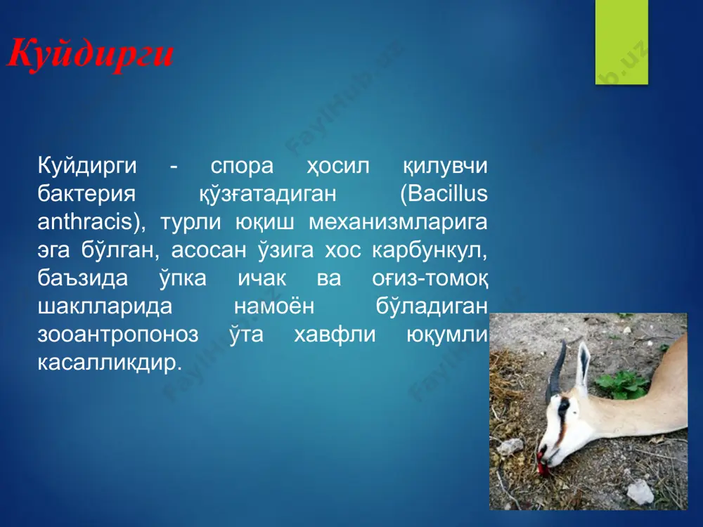 ида 1970- 2012й.й.қайд этилган куйдирги касаллигининг кўрсатгичлари йиллар мутлоқ сони интенсив кўрсатгич 1970 84 0,7 1971 67 0,5 1972 50 0,4 1973 40 0,3 1974 37 0,3 1975 56 0,4 1976 70 0,5 1977 28 0,2 1978 14 0,09 1979 14 0,09 2002 – 2005, 2010 0 0 2006 3 0,01 2007 - 2008 2 тадан 0,01 2009, 2011 1 тадан 0,01 2012й 3 0,02 ўзбекистон республикасида 2007-2012 й.да қайд қилинган куйдирги касаллиги № маъмурий ҳудудлар 2007 й. 2008 й. 2009 й. 2010 й. 2011 й. 2012 й. 1 тошкент ш. 1 1 1 2 андижон 2 2 3 самарқанд 2 жами: 2 2 1 0 1 3 ‹#› этиология касаллик қўзғатувчиси bacillus anthracis ҳисобланади. грамммусбат, йирик, у ҳаракат қилмайди, анилин бўёқлари билан бўялади, аэроб, капсула ва спора ҳосил қилиш хусусиятига эга. қаттиқ озуқа муҳитларида rr—форма шаклини ҳосил қилади («медуза боши ») споралари инфекцияни циркуляция қилишини асосий омили ҳисобланади, споралари …