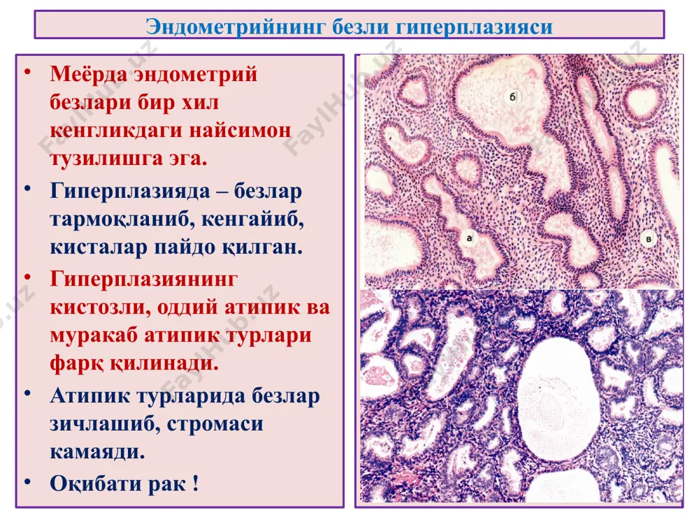аёллар жинсий аъзолари - Page 5