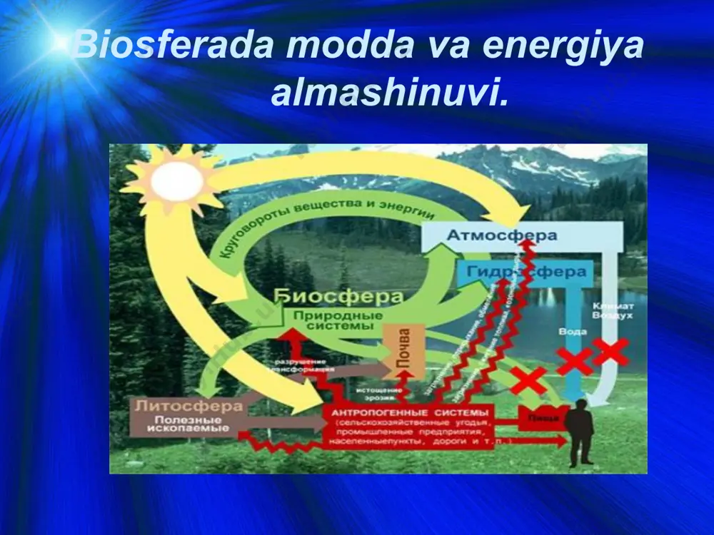nsumentlar birlamchi va ikkilamchi biomahsulotlarni iste`mol qilingan hosil holda o`simlik moddalarni bir holdan 2 holga o`tkazadi va hayot xilma xilligini keltirib chiqaradi. bu o`z navbatida turli evolyusiyasiga olib keladi redusentlar organik moddalarni mineral moddalarga parchalab, sayyoramizni o`lik qoldiqlardan iborat bo`lgan katta “mozor” ning kelib chiqishiga imkon yaratadi biosferada turli mikroorganizmlar faoliyati natijasida oksidlanish va tiklanish kabi kimyoviy jarayonlar bo'ladi. v.r. vilyams fikricha, quyosh energiyasi yer yuzida ikki xil moddalar almashinuvini ta'minlaydi. biologik (kichik doirada) aylanish. geologik (katta doirada) aylanish. har yili quyoshdan 21*1020 kj yorug'lik energiyasi yerga keladi. shu energiyaning 50%i bug'lanishga sarf qilinadi. biosferada suvning aylanishi – yer er yuzi va suv havzalaridan suvning bug'lanishi va namlik sifatida qaytib erga tushishi geologik (katta) aylanishdir. biosferada tirik moddalarning yuzaga kelishi bilan atmosfera, suv va mineral moddalarning aylanishi hosil bo'ladi, ya'ni abiotik va geologik asosda organik moddalar almashinishi yoki kichik biologik aylanish paydo bo'lgan. biosferada geologik moddalar aylanishiga 50%ga yaqin, biologikka …