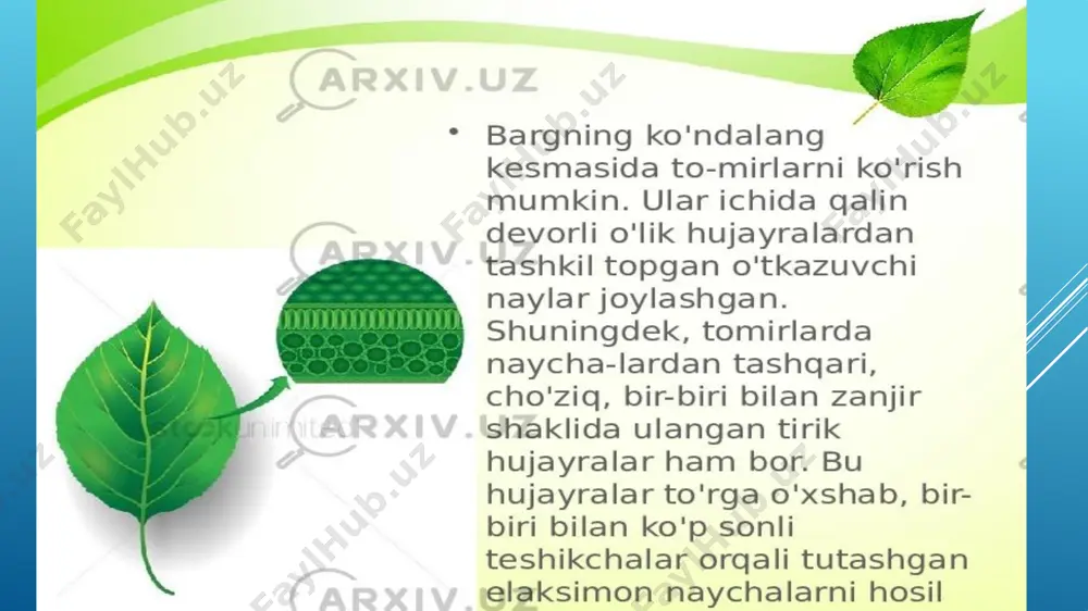 euglena viridis yoki euglena gracilis. tuzilishi va sistematisasi. - Page 3