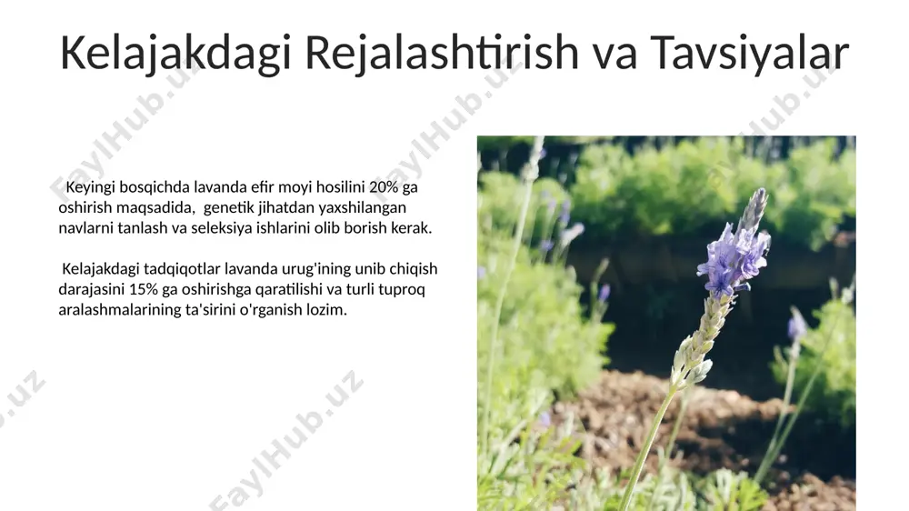 lavanda oʻsimligini urugʻchiligi va koʻchatchiligi - Page 5