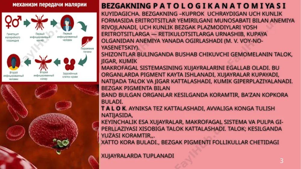 don kuyilganligi anidlanadi. ularning markazidagi jichkina tomir parazit yuddan eritrotsitlar yoki gialin tromb bilan tula buladi. tomir tevaragida miya tudimasining nekrozi vujudga keladi. keyinchalik nekroz va don duyilgan joy chegarasida gliya dujayralari reaktiv ravishda ^sadn, bu esa uziga xos tugunchalar — d yu r k g r a ya u l ye m a l a r in i n g shakllanishiga olib keladi. bu usimtalar koma boshlanganidan bir yarim 2 susha keyin ruy beradi. eritrotsitlar anchagina larchalanganda badan va kuz odi sargayishi mumkin. t u r t k u n l i k b ye z g a k morfologik uzgarishlari jidatidan uch kunlik bezgakka juda uxshaydi. 6 odatda, tropik bezgak ogirlashib bezgak komasi ruy berganda bemor u l i b dolishi mumkin. sssrda bezgak yalpi kasallik yeifatida tugatilgan. amebiaz a m ye b i a z — xronik kasallik bulib, odatda, yugon ichak yalliglanishi — yarali xronik kolit …