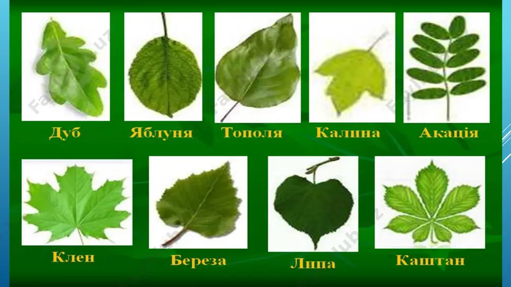 euglena viridis yoki euglena gracilis. tuzilishi va sistematisasi. - Page 5