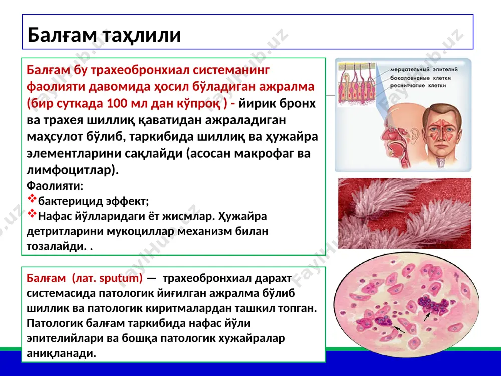 эпителий (оғиз бўшлиғи, бурун ҳалқум, овоз пайлари). якка жойлашган хужайралар, хамма вакт учрайди, сулак билан бирга ажралади. цилиндрик эпителий (трахеа ва бронх шиллиқ қаватидан ажралади). бронхиал астма, ўткар бронхит ва нафас йўллари катарал яллиғланишида куп миқдорда аниқлаади. макрофаглар – бронх ва ўпка тўқимаси яллиғланишида сидерофаглар – кичик қон айланиш доирасидаги димланишда, ўпка гемосидерозида . ўсма хужайралари (ясси хужайрали ва безсимон рак, аденокарценома). лейкоцитлар: балғамда камрок, йирингли ажралмада кўпроқ, баъзан эозинофиллар купаяди. эритроцитлар : хар қандай балғамда кам миқдорда бўлади, ўпка инфаркти, қон кетишлари ва ўпк шишида кўп топилади. микроскопик текширув эластик толалар – ўпка туқимаси парчаланишидан дарак беради (туберкулез; ўпка абсцесси ва ўсмалари). фибриноз толалар фибриноз бронхит; туберкулез, актиномикоз, крупоз пневмония куршман спирали – қаттиқ ўралган шиллиқдан таркиб топган спираллар (бронхиал астма). шарко-лейден кристаллари эозинофиллар парчаланиши ва оқсиллар кристализациясидан шаклланади. (ба, ўпканинг йирингли яллиғланиши). холестерина кристаллари, ёғ кислоталари - бўшлиқларда балғам димланиши ҳисобидан пайдо бўлади. абцесс ва бронхоэктатик касалликлар балғамни …
