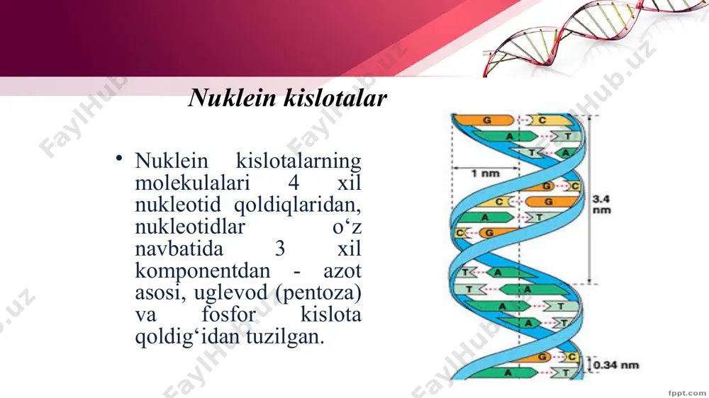 mf, gmf, smf, va umf) bir-birlari bilan fosfor kislatasi qoldig’i va riboza orqali birikib, ribopolinukleotid zanjirini hosil qiladi. polinukleoted zanjirida ribonukleotidlarning ma’lum izchilikda ketma – ket joylashishi rnk molekula sining birlamchi strukturasini tashkil qiladi. rnk ikkilamchi strukturasi rnkning turi ham hujayraning funksional xolatiga bog’liq bo’ladi. rnkning molеkulalari bitta zanjirdan iborat bo’lib, uning ba'zi qismlari zanjir ichidagi vodorod bog’lari hisobiga spirallashgan va qat-qat bo’lishi mumkin. transport rnklarning ikkilamchi strukturasi yaxshi o’rganilgan bo’lib, u “bеda bargining” formasiga (shakliga) o’xshash. informatsion rnk (irnk) bajaradigan funksiyalariga qarab rnklarni uch turga ajratiladi: informatsion, ribosomal va transport rnklar. informatsion rnk hujayraning tahminan rnk sini tashkil qiladi, tarkibida 75 – 3000 nuklеotid tutadi. molеkulyar massasi – 2,5•104 - 1•106 da. hujayraning yadrosi va sitoplazmada uchraydi. oqsil sintеzi jarayonida matritsa vazifasini bajaradi. ribosomal rnk (rrnk) hujayraning 80 – 90% ni rnk tashkiladi, tarkibida 100 – 3100 nuklеotid tutadi va molеkulyar massasi – 3,5•104 – 1,1•106 da. ribosomalarning asosiy …