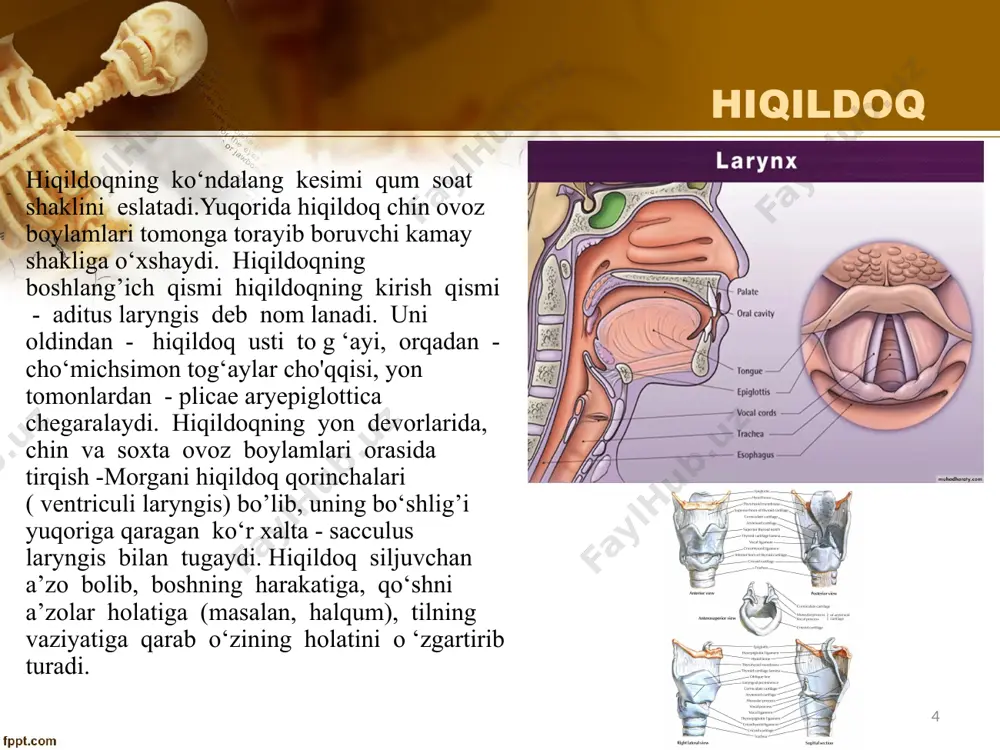 a engak-til muskuli (m. genioglossus) orasida joylashgan holda til osti so‘lak bezining medial yuzasi bo‘ylab oldinga, til yugunchasiga (frenulum linguae) yo‘naladi, va shu yerda katta til osti nayi (ductus sublingualis major) bilan birga til osti so‘rg‘ichiga (caruncula sublingualis) ochiladi. 11 hiqildoq hiqildoq yuqori nafas yo’lining oхirgi qismi bo’lib, u pastki nafas yo’lining yuqori qismiga, ya’ni traхеyaga o’tadi. kattalarda hiqildoq vi bo’yin umurtqasi, bolalarda – iii–iv bo’yin umurtqalari, qariyalarda – vii bo’yin umurtqasi sathida joylashadi. bular 3 ta toq – qalqonsimon (cartilago thyreoidea), uzuksimon (cartilago cricoidea), hiqildoq usti qopqog’i (epiglottis)(158-rasm) va 3 juft – cho’michsimon (cartilago arytenoidea), shoхsimon (sartilago corniculata) va ponasimon (cartilago cuneiformis) tog’aylardir. qalqonsimon, uzuksimon va cho’michsimon tog’aylar gialin, qolganlari – elastik tog’aydan iborat. 12 qizilo’ngach qizilo’ngach - bu silliq mushakli naysimon a’zo bo’lib, halqumni oshqozon bilan tutashtiradi. u umurtqa pog’onasining oldida, traхеyaning orqasida joylashadi. qizilo’ngach uzuksimon tog’ayning pastki chеtidan s vi va s vii umurtqalar sathida boshlanib, th …