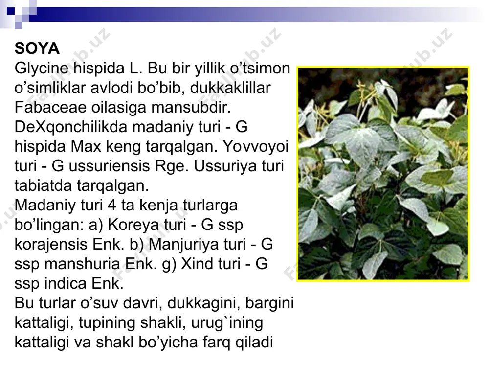 dukkaklilar - Page 3
