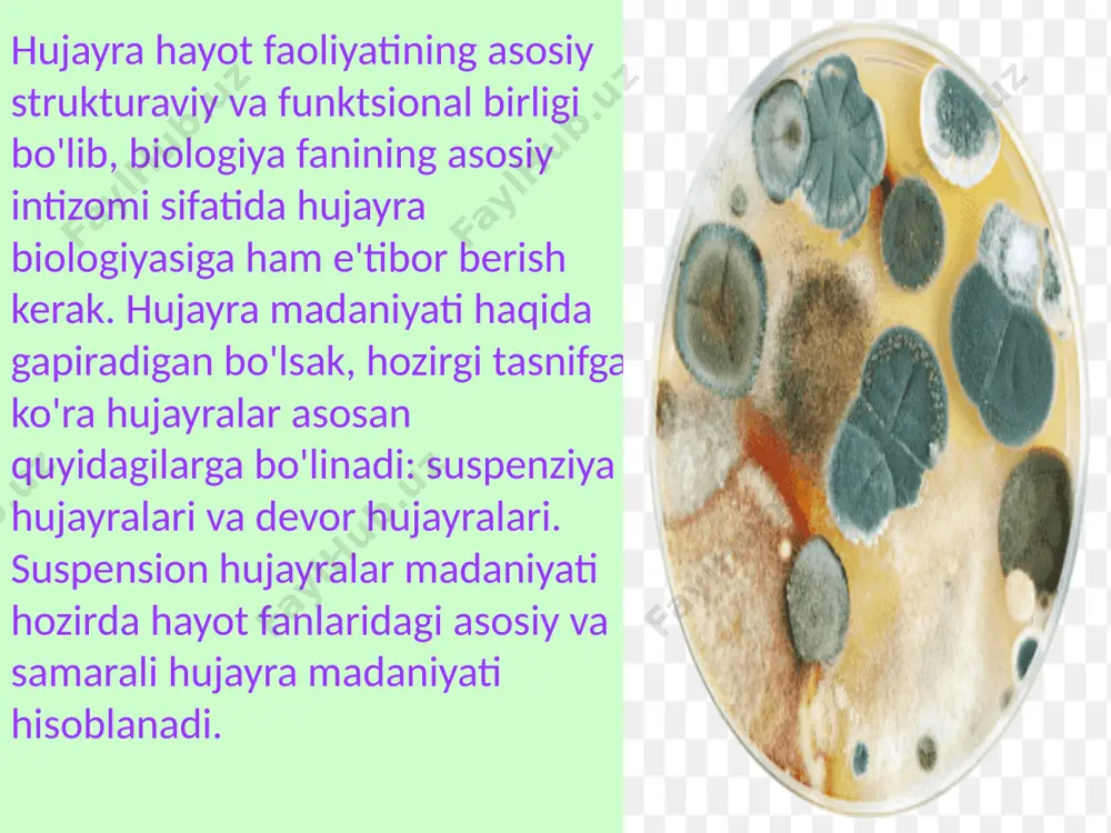 8. qarishni tòxtatish bo'yicha tajribada necha % hujayrani yoshartirishga erishildi a.49% b.51% c.35 % d.50 % 9.yangi tadqiqot davomida qari hujayralarning qaysi organoidlarini yoshartirishga erishilgan . a. mitoxondriya. b. ribosoma c.sitoskelit. d. lizasoma 10 . ekseter universitetida ishlab chiqilgan uch xil birikma sinab ko'rilgan va tajriba natijasida necha foiz qari hujayralar ozaytirilishi kuzatilgan a . 30 - 40 % b.50- 60 % c.40-50% d. 60 - 70 % image1.jpeg image2.png image3.jpeg image4.jpeg image5.png image6.jpeg image7.jpeg