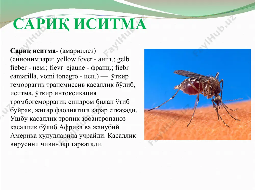 лари этиологияси сариқ иситма қўзғатувчиси- рнк сақловчи вирус viscerophilustropicus тур flavivirus оиласи flaviviridae. вирус диаметри- 17-25 нм. япон энцефалити ва денге иситмаси вируси антигени билан ўхшаш. маймун, оқ сичқон ва денгиз чўчқаси учун патоген хисобланади. музлатилган холатда бир йилдан ортиқ мобайнида сақланишиб, 60°с хароратда 10 дақиқа ичида фаолланади. ультрабинафша нур, эфир, хлор сақловчи препаратлар таъсирида тезда ўлади. эпизоотологияси ва эпидемиологияси хар йили дунёда 200 мингга яқин одам сариқ иситма билан касалланади ва улардан 30 минг атрофида инсонлар вафот этади. ушбу касалликнинг 90% африка қитъаси аҳолиси орасида учрайди. сариқ иситма халқаро таснифга кўра ўта ҳавфли инфекцияларнинг карантин касалликлар гурухига киради. касалланиш холатлари кўпроқ тропик худуларда рўйхатга олинади, аммо вирус ташувчилари мавжуд бўлган барча жойларда сариқ иситма учрайди. эндемик худулардан бошқа худуларга вируснинг тарқалиши юк ташиш вақтида чивинлар ёки касалланган бемор одамлар орқали ўтиши мумкин. сариқ иситманинг одамларда учрайдиган уч тури мавжуд: 1. жунгли иситмаси (қишлоқ варианти); 2. шахар варианти; 3.оралиқ варианти. …