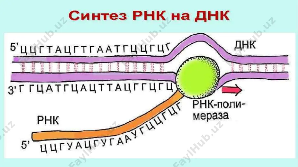 diy xromosoma tuzilishi ma‟lum buldi. 3ta oqsil aminokislotalariga mas keladigan kodonlar aniqlandi. bu 3ta gen bir nechta aminokislotalar bilan ajratilgan bolib rnk molekulasi oxirida translyasiyalanmaydigan 129 va 174ta (5‟ va 3‟ qismlarga mos) nukleotidlar borligi aniklandi. bu yerda ham molekulaning fizik oxiri xech kachon inisiasiya yoki suzasiya signali bo`lib xizmat kilmaydi. genlarning mozaik strukturasining aniqlanishi muxim ahamiyatga ega boladi, u avval ma‟lum bolmagan irnkning hosil bolish etapini ochishga olib keldi, ya‟ni birlamchi nusxadan intronning kesib olinishi va ekzonning biriktirib irnkning oxirgi shakllanganini olishga olib keldi. kdnkni plazmida tarkibida klonlab xromosoma genlarining strukturasini togridan - togri organish mumkin, lekin ulardan transkripsiyalanadigan mrnkni emas. lekin kodlanadigan gendan tashqarida bolgan regulyasiyalaydigan tartiblarni organish uchun xromosoma dnksining ancha uzun fragmentlari bilan manipulyasiya qilishga togri keladi. bunday zond radioaktiv nishanlangan mrnk bolishi mumkin va ajratish kerak bolgan genga mos keladi. bunday mrnkga ega bolib genlar bibliotekasini skrininglash mumkin va bu zondga komplementar dnkga ega bolgan …