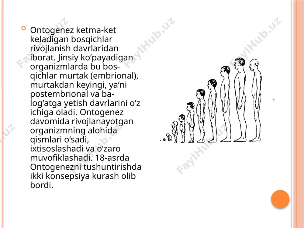 uzunligi 1,5 barobar kattalashadi va o'rtacha 75 sm ga yetadi, og'irligi uch barobar ortadi va 9-10 kg atrofida bo'ladi, asosiy almashinuv ortadi, endokrin bezlar funksiyasi tezlashadi, nutqni harakatlantiruvchi analizatorlari ancha rivojlanib bola gapirishni boshlaydi, lekin so'z boyligi kam bo'ladi, ya'ni atagi 10 tacha so'zni tashkil qiladi. 4. yasli yosh davri. bu davrda 1 yoshdan to 3 yoshgacha davom etadi. ushbu davrda o'sish va tana og'irligining ortishi birmuncha pasayadi, lekin bola yurish va so'z nutqi ko'nikmalariga ega bo'lishi oqibatida, ularning atrof-muhit bilan muloqot qilish sohasi kengayadi. bolada o'zini o'zga odamlardan farqlay olish qobilyati paydo bo'ladi (ismini aytib chaqirganda qaraydi, qo'lini beradi va h.k). a'zolarning tuzilishi va funksiyalari takomillashadi. 5. maktabgacha yosh davri. bu davr 3 yoshdan to 7 yoshgacha davom etadi. ushbu davrda bilish jarayonlari (xotira, tafakkur, ijodiy fikrlashga harakat) jadal rivojlanadi, skelet suyaklarining qotishi va suyak-mushak tizimining mustahkamlanishi jadal sodir bo'ladi, bolaning harakatlari ancha turli-tuman va koordinatsiyalangan holda sodir bo'ladi, …