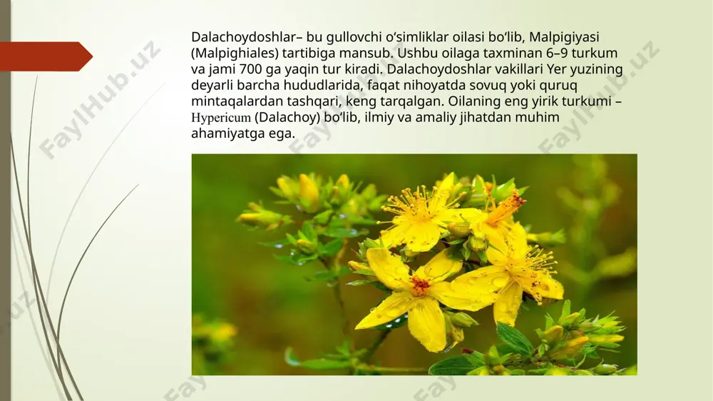 ashash muhitlarida bir necha darajada namoyon bo‘ladi: oʻsimlik jamoalarining ajralmas qismi, changlatuvchilarning oziqlanish manbai, ayrim hayvonlar uchun toksik himoyalangan o‘tlardan biri, tuproqni mustahkamlovchi va qisman allelopatik oʻsimlik, shuningdek, tabiiy fitosanitar (ba’zi bakteriya va zamburug‘larni ham oʻzidan yiroq tutadi, chunki uning tarkibidagi moddalar mikroblarga qarshi). bu jihatlar dalachoylarni muayyan ekotizimlarda qadrli qiladi. shu bilan birga, inson ushbu o‘simliklarni faol yig‘ib foydalanganda (dorivor maqsadlarda) ularning tabiiy populyatsiyasiga zarar yetkizmaslik uchun ham ekologik meyorga rioya qilish zarur-ya’ni me’yoriy yig’ib,ularning tabiiy yangilanishiga imkon berish lozim dalachoy turkumi vakillari 1.teshik dalachoy 2.qizilpoycha dalachoy 3.dog’li dalachoy teshik dalachoy tarqalish hududi toshkent,farg’ona,samarqand, surxondaryo tog’oldi zonalari.balandligi 30-80 sm,poya qirrali ,barglari bezli, “teshik”li gullari sariq (qora nuqtali) ko’p changchili. xalq tabobatidagi ahamiyati oshqozon ichak kasaliklari, tinchlantiruvchi xalq orasida “yuz dardga davo” o’t. depressiya va uyqusizlikda choy sifatida ichiladi qizil poycha dalachoy tarqalish hududi jizzax, qashqadaryo tog’lari (turkiston ,xisor tizmalari), quruqtoshloq yonbag’rlari. balandligi 30-60 sm, yarimbuta. poya yog’ochlashgan, qirrali, barglari …